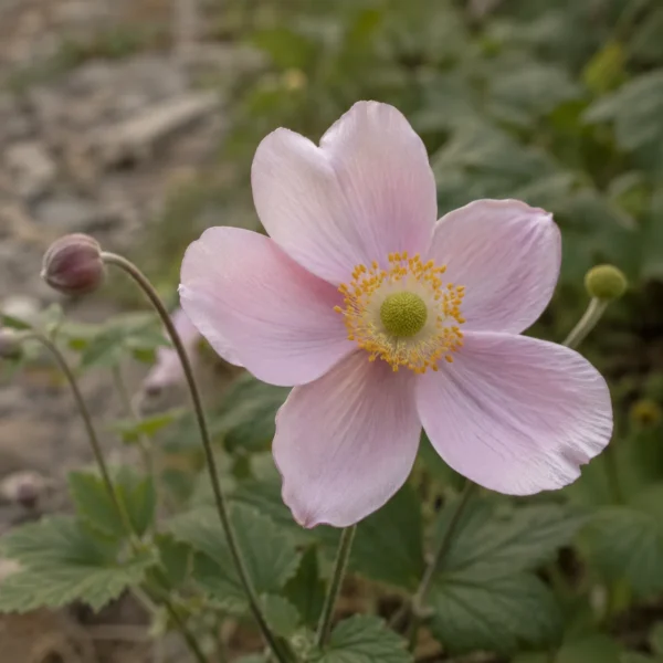 Close-up of a soft pink anemone flower found on a countryside travel walk