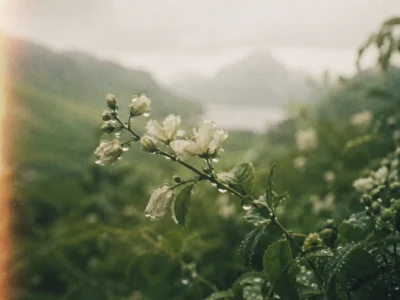 White wildflower blossom with dew, fjord and mountains soft behind it on an adventure trip