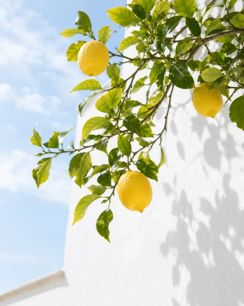 Lemon tree branch with ripe lemons against a whitewashed wall and blue sky