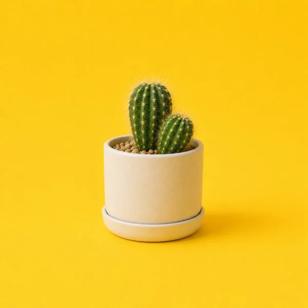 A potted cactus on bright yellow.